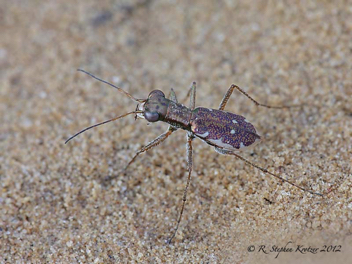 Cylindera cursitans